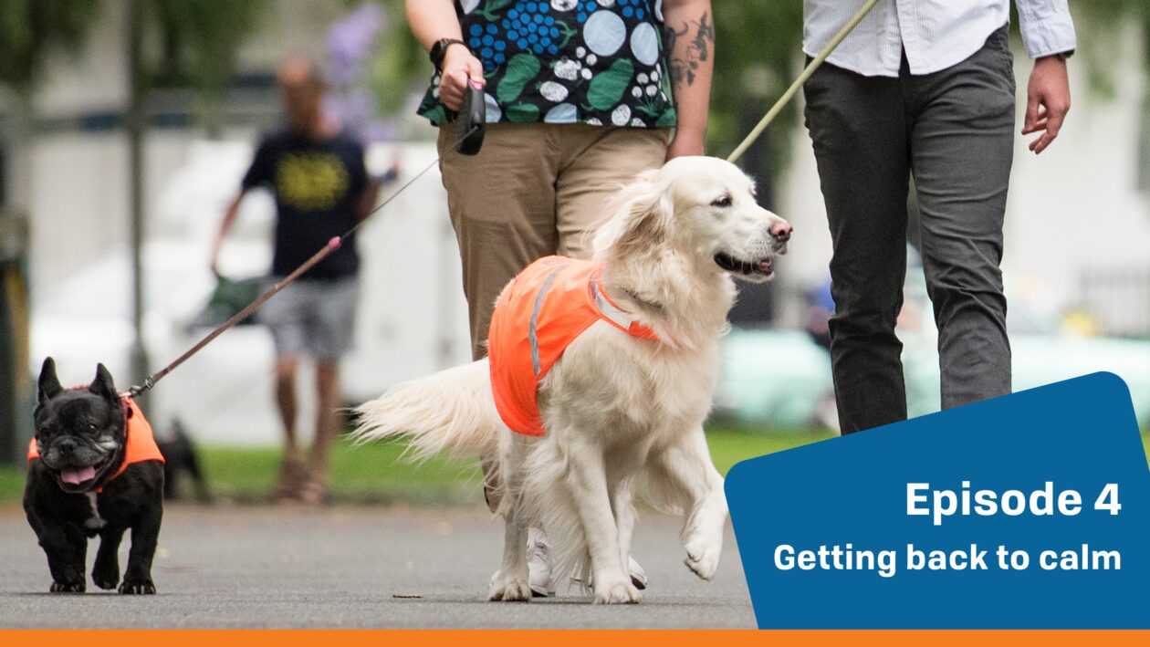 Paws4 Episode 4 - Feature Image